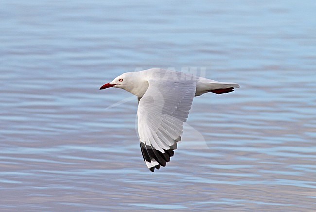 Volwassen Witkopmeeuw in vlucht, Adult Silver Gull in flight stock-image by Agami/Pete Morris,