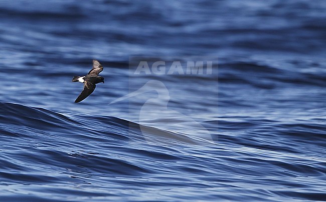 European Storm Petrel (Hydrobates pelagicus), immature flying off the coast of Fuseta in Algarve, Portugal. stock-image by Agami/Helge Sorensen,