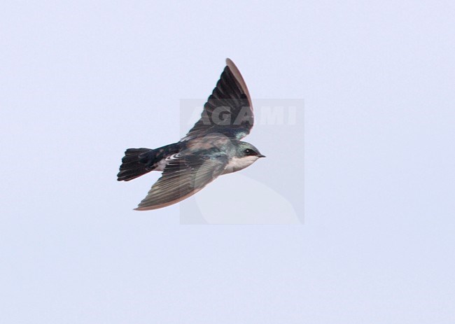 Boomzwaluw, Tree swallow stock-image by Agami/Mike Danzenbaker,