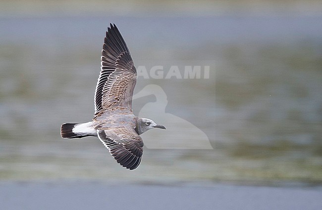Side view of a first-winter Laughing Gull (Leucophaeus atricilla) in flight, view above. USA stock-image by Agami/Markku Rantala,