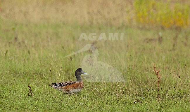 Adult male wigeon hybrid near Deventer, Netherlands stock-image by Agami/Edwin Winkel,