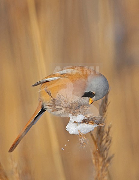 Bearded Tit male in reed; Baardman man in riet stock-image by Agami/Markus Varesvuo,