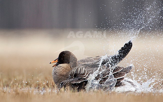 Poetsende Taigarietgans, Taiga Bean Goose preening stock-image by Agami/Jari Peltomäki,