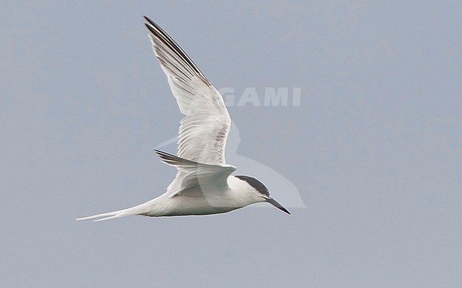 Onvolwassen Dougalls Stern in de vlucht, Immature Roseate Tern in flight stock-image by Agami/David Monticelli,