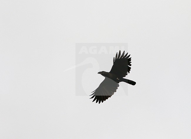 Flores Crow (Corvus florensis) on Flores, Lesser Sundas. It is endemic to Indonesia. It is threatened by habitat loss. stock-image by Agami/James Eaton,