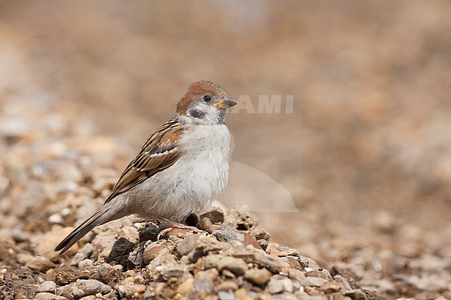 Eurasian Tree Sparrow - Feldsperling - Passer montanus ssp. montanus, juvenile, Croatia stock-image by Agami/Ralph Martin,