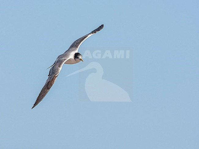 Immature Greater Crested Tern (Thalasseus bergii) in South Africa. Along the West coast. stock-image by Agami/Marc Guyt,