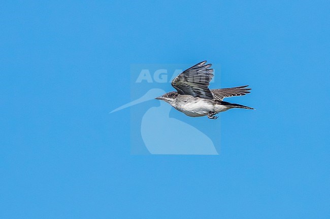 Immature Eastern Kingbird, hunting fly over meadow in Cape May, New Jersey, USA. August 2016. stock-image by Agami/Vincent Legrand,