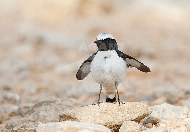 Volwassen Oostelijke Rouwtapuit in Israelische woestijn; Adult Eastern Mourning Wheatear in Israeli desert stock-image by Agami/Marc Guyt,