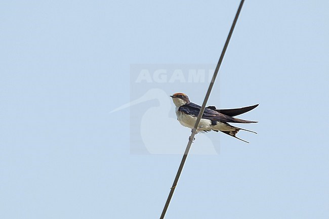 Wire-tailed Swallow (Hirundo smithii), a bird resting on wires in Khajuraho, India stock-image by Agami/Helge Sorensen,