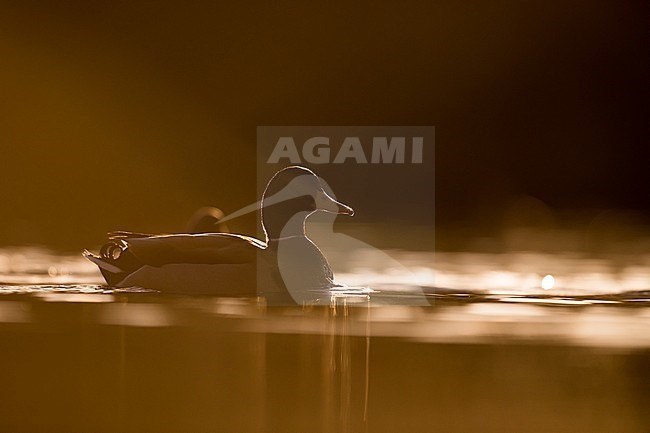 Adult male Mallard (Anas platyrhynchos platyrhynchos) in Germany. Swimming with backlight. stock-image by Agami/Ralph Martin,