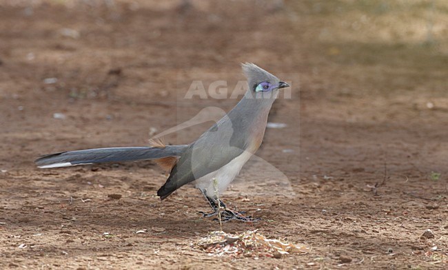 Kuifcoua op de grond; Crested Coua on the ground stock-image by Agami/Mike Danzenbaker,