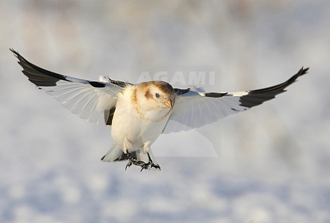 Snow Bunting landing Finland, Sneeuwgors landend Finland stock-image by Agami/Markus Varesvuo,