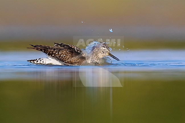 Wood Sandpiper (Tringa glareola) during migration in Italy. Bathing itself in shallow water. stock-image by Agami/Daniele Occhiato,