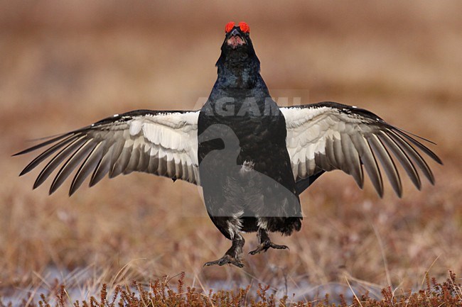 Korhoen mannetje baltsend , Black Grouse male displaying stock-image by Agami/Chris van Rijswijk,