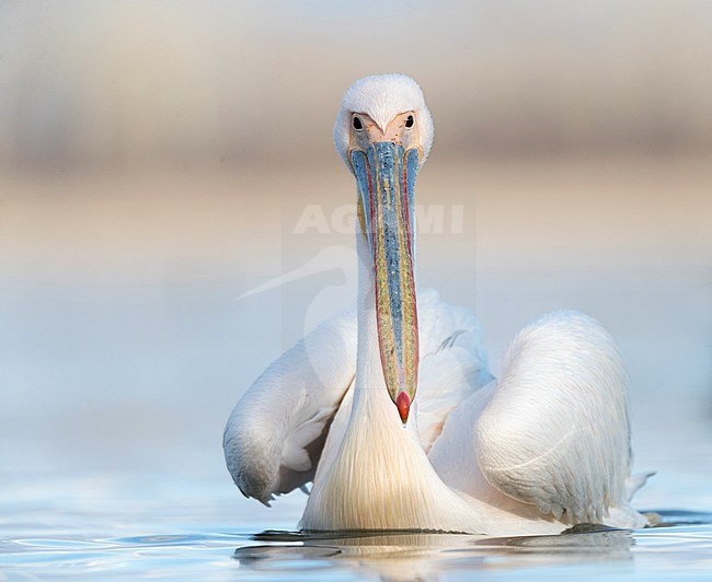 Great White Pelican (Pelecanus onocrotalus) in Lake Kerkini, Greece. stock-image by Agami/Marc Guyt,