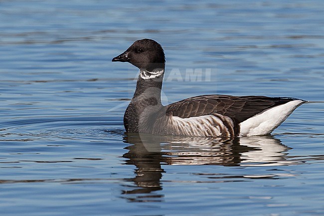 Adult
San Diego Co., CA
December 2012 stock-image by Agami/Brian E Small,