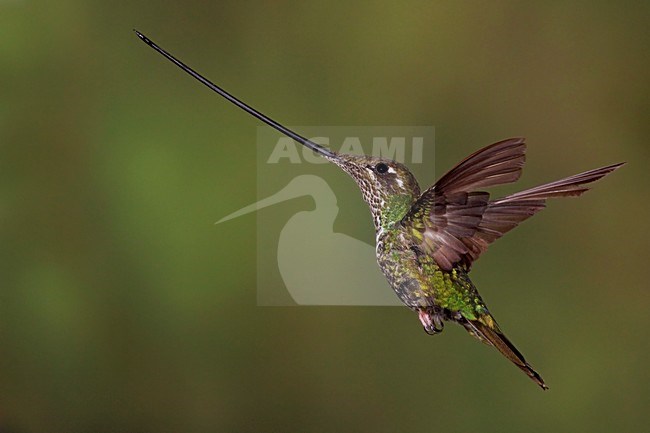 Vliegende Zwaardkolibrie, Sword-billed Hummingbird in vlucht stock-image by Agami/Dubi Shapiro,