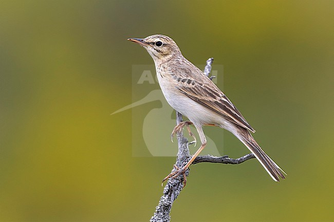 Tawny Pipit, Anthus campestris, in Italy. stock-image by Agami/Daniele Occhiato,