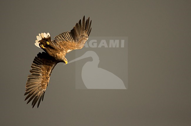 Zeearend in vlucht, White-tailed Eagle in flight stock-image by Agami/Danny Green,