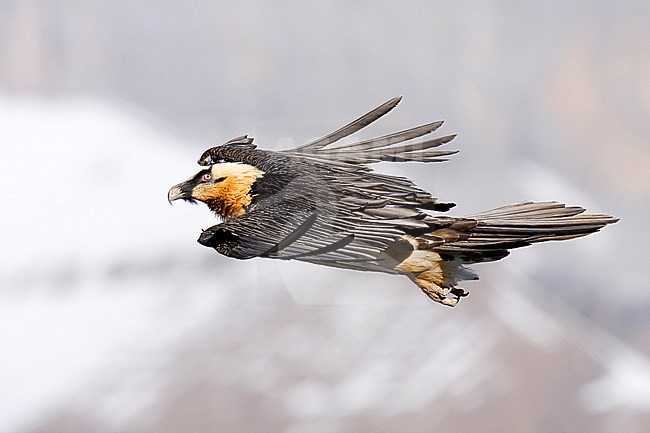 Bearded Vulture, Lammergier, Gypaetus barbatus stock-image by Agami/Oscar Díez,