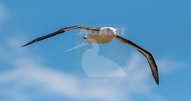 Famous returning adult Black-browed Albatross on Heligoland, Germany. stock-image by Agami/Vincent Legrand,