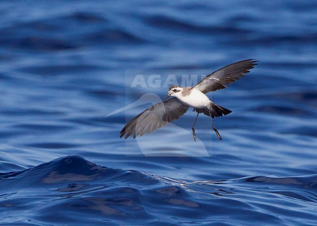 Bont Stormvogeltje, White-faced Storm-Petrel stock-image by Agami/David Monticelli,