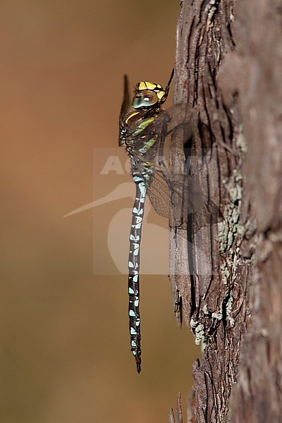 Imago Venglazenmaker; Adult Moorland Hawker; Adult Common Hawker stock-image by Agami/Fazal Sardar,