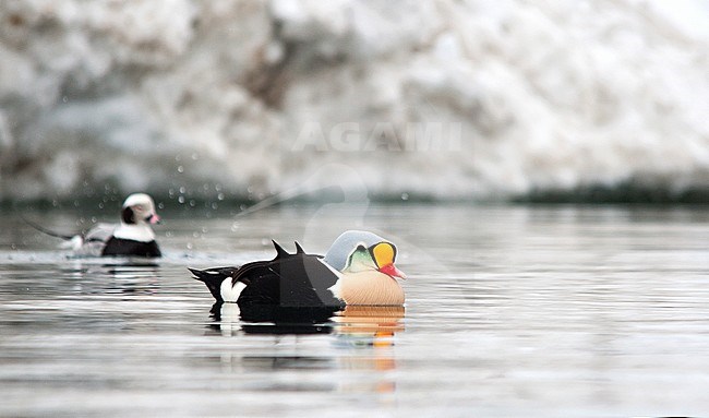 Male King Eider (Somateria spectabilis) wintering in harbour of north Norway. Swimming, seen from the side. stock-image by Agami/Dani Lopez-Velasco,