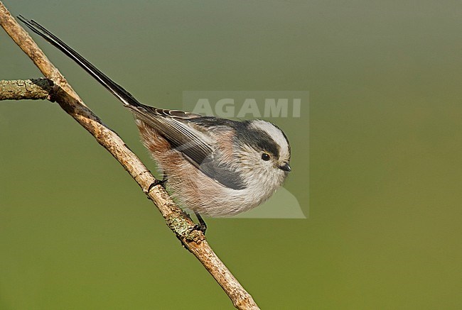 Long-tailed Tit (Aegithalos caudatus) in northern Italy stock-image by Agami/Alain Ghignone,