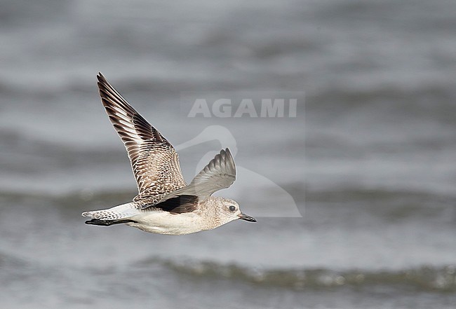 2cy (Adult Grey Plover (Pluvialis squatarola) on Happy Island China. stock-image by Agami/Markus Varesvuo,