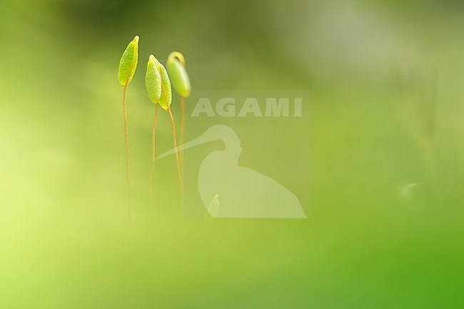 Gewoon Peermos; Pohlia Moss stock-image by Agami/Wil Leurs,