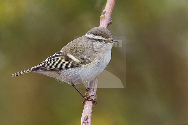 Yellow-browed Warbler on Happy Island, China, during autumn. stock-image by Agami/Daniele Occhiato,