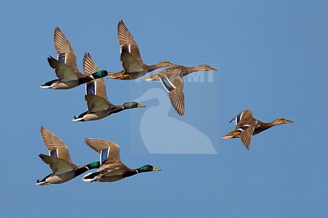 Groep Wilde Eenden in de vlucht; Group of Mallards in flight stock-image by Agami/Daniele Occhiato,