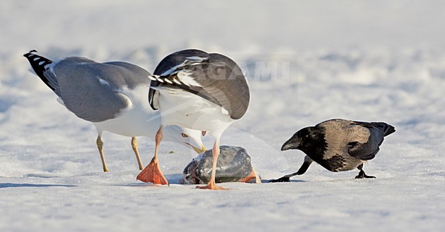 Bonte Kraai met dode vis; Hooded Crow with dead fish stock-image by Agami/Markus Varesvuo,