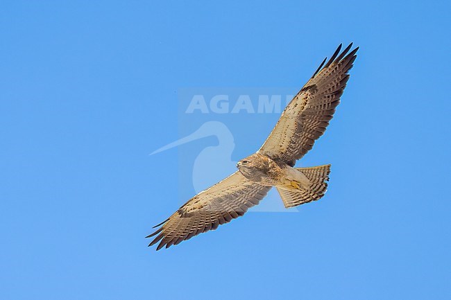 Adult (intermediate morph)
San Diego Co., CA
April 2023 stock-image by Agami/Brian E Small,