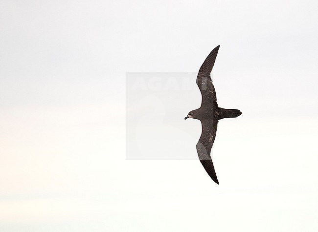 Grey-faced Petrel (Pterodroma gouldi) in flight off New Zealand. Seen from the side showing back and upper wing. stock-image by Agami/Marc Guyt,