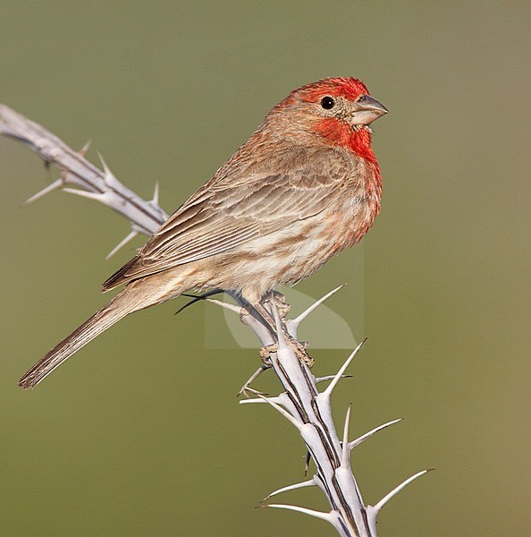 Adult male
Pima Co., AZ
April 2009 stock-image by Agami/Brian E Small,