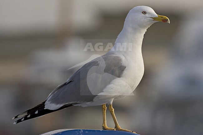 Yellow-legged Gull; Geelpootmeeuw stock-image by Agami/Daniele Occhiato,