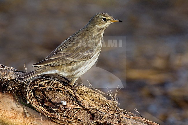 Waterpieper, Water Pipit, Anthus spinoletta stock-image by Agami/Daniele Occhiato,