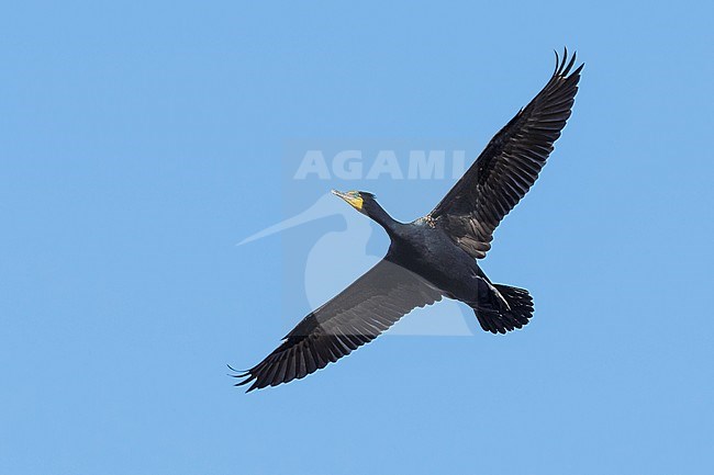 Adult breeding
Jefferson Co., CO
April 2014 stock-image by Agami/Brian E Small,