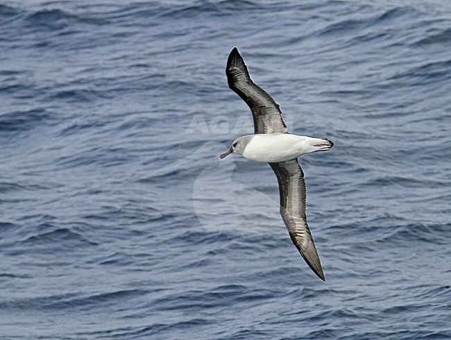 Adult Grey-headed Albatross (Thalassarche chrysostoma) in flight. stock-image by Agami/Pete Morris,