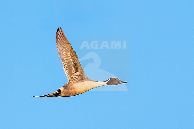 Adult male
Colusa Co., CA
January 2023 stock-image by Agami/Brian E Small,