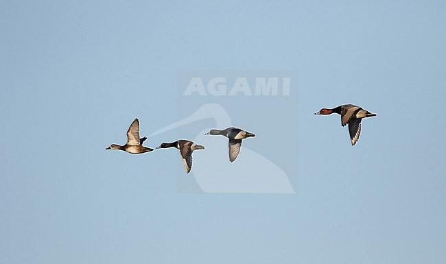 Male Redhead (Aythya americana) flying with three Ring-necked Ducks on the Azores. stock-image by Agami/Josh Jones,