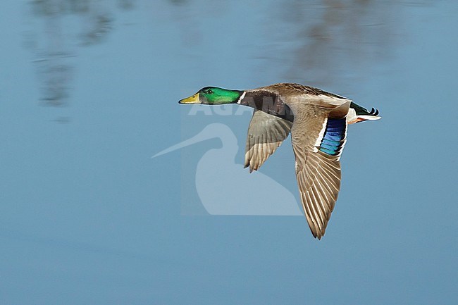 Adult male Mallard (Anas platyrhynchos) flying low over a blue colored lake in Orange County, California, USA. stock-image by Agami/Brian E Small,