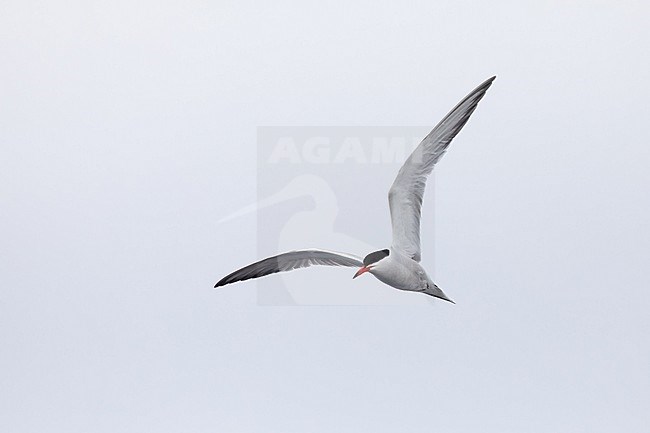 Common tern (Sterna hirundo) in flight, with a grey sky as background stock-image by Agami/Sylvain Reyt,