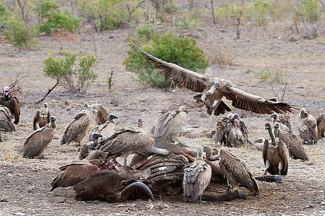 African White-backed Vultures (Gyps africanus) flock feeding on African Buffalo (Syncerus caffer) carcass at Kruger National Park in summer stock-image by Agami/Caroline Piek,