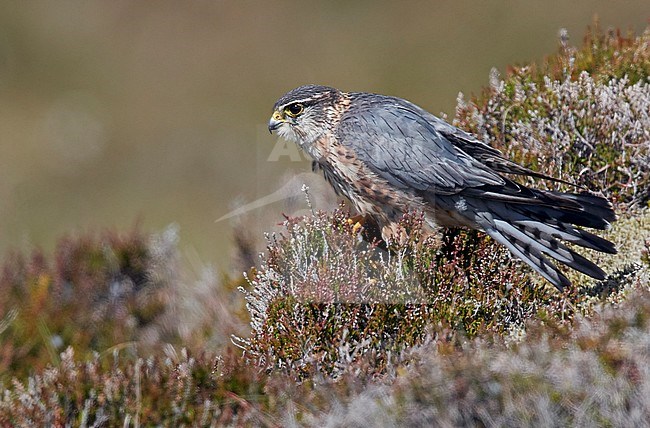 Male Merlin (Falco columbarius) perched on the ground near his nest on the Shetland islands in Scotland. stock-image by Agami/Markus Varesvuo,