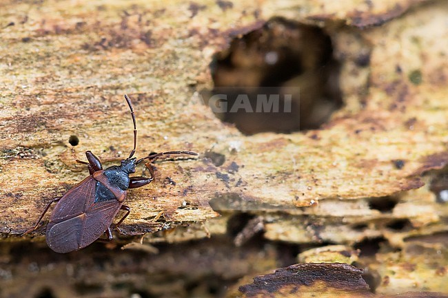 Gastrodes crossipes - Pine cone bug - Kiefernzapfenwanze, Germany (Baden-Württemberg), imago stock-image by Agami/Ralph Martin,