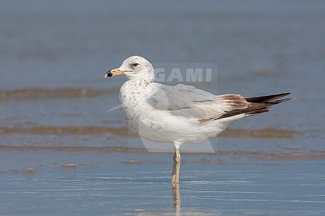 First-summer Ring-billed Gull (Larus delawarensis) standing on a beach in North America. stock-image by Agami/Rafael Armada,